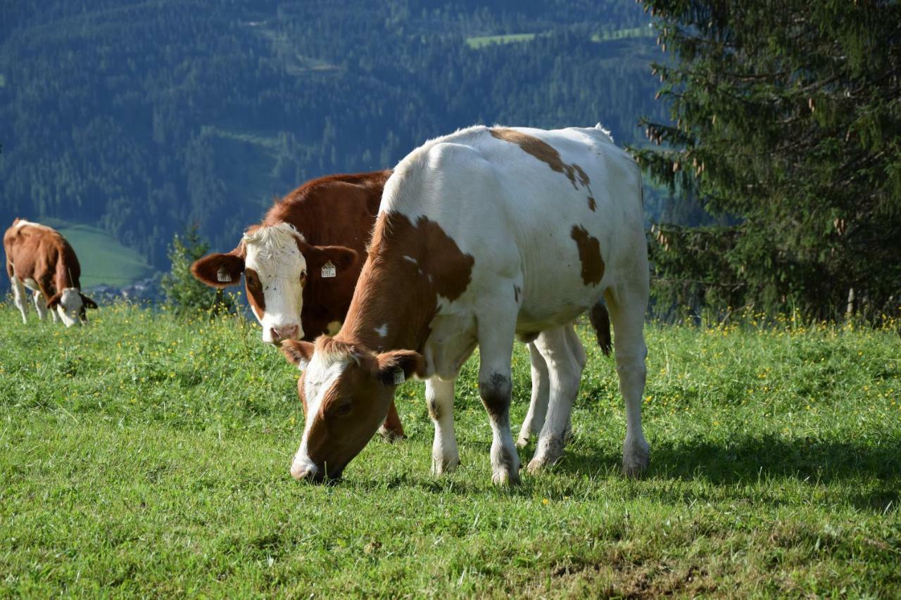 Bio Bauernhof Oberbenk Apartman Wagrain Kültér fotó
